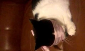 Kitty Decides that Bowties are the way to go!