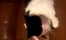 Kitty Decides that Bowties are the way to go!