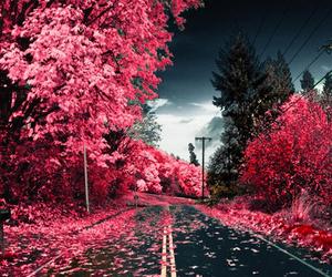 Pink Way_6