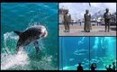 South Africa Days 9 & 10 - Scotland & Sharks | BeautyCreep