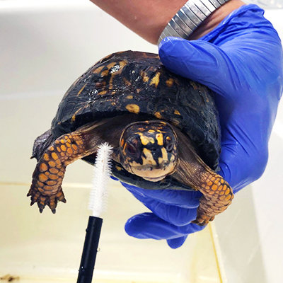Image: Turtle with mascara wand | Appalachian Wildlife Refuge