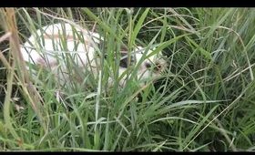 Bunny Digging Hole While Dogs Watch