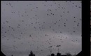 Crow Invasion - What does it mean?
