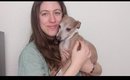 Italian Greyhounds - Potty Training, Broken Legs and Answering Your Questions