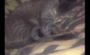 Snoring kittie!!!