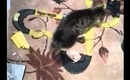 Crazy cat chases race car toy