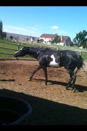 This was my horse now I hav a Arabian horse she is a different kind of horse in the pic:)