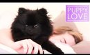 Introducing Lola the Pomeranian | Katie Snooks