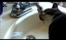 My Cat Likes to Drink Water from the Faucet