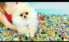 Puppies VS Orbeez Challenge!