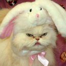 Angry Bunny