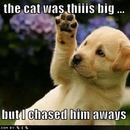 The Cat Was Thiiis Big...