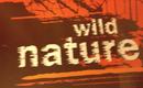 Manicure Wild nature