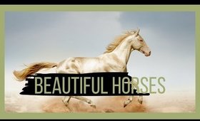 Beautiful horses 2020