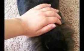 Quick Video Of My Lionhead Rabbit