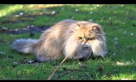 Persian Cats Go Viral...? | TheCameraLiesBeauty