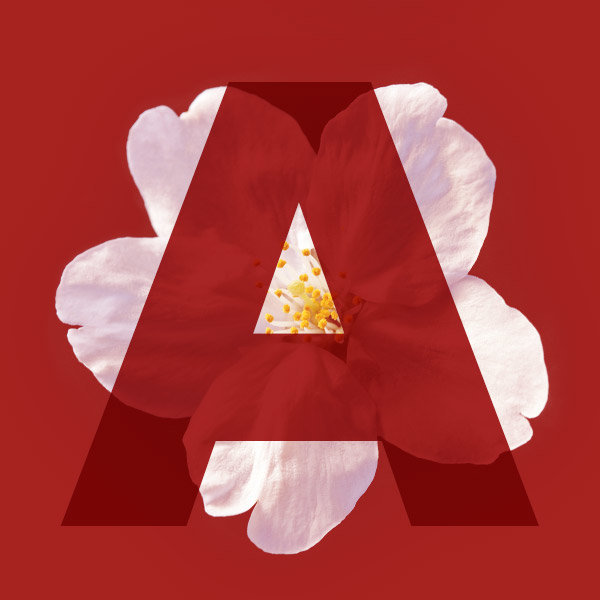 Letter A from the name Sakura with a cherry blossom
