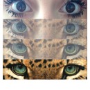 Tiger eyes