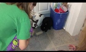 Bunnies doing Tricks with toilet paper rolls