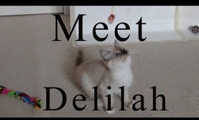 Meet Delilah! Our 12 Week old Ragdoll Kitten