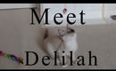 Meet Delilah! Our 12 Week old Ragdoll Kitten
