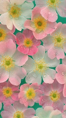Liz N.