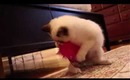Meet Bunny! =^._.^=