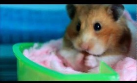 The Cutest Hamster In The World