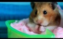 The Cutest Hamster In The World