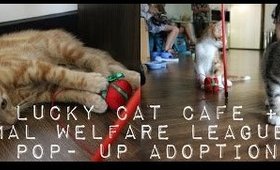 Lucky Cat Cafe + AWLQ Pop-Up Adpotion! | Brisbane second cat cafe!