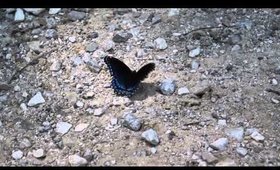 Brush Footed Butterfly