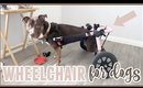 Walkthrough & Demo of Zoey's Wheelchair (Handicap Dog)