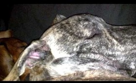 Snoring lazy dogs