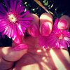 Flower Nails/Fucsia Nails/Nails