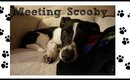 Meeting Scooby