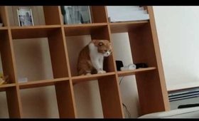 He can't CAT...😂😂😂