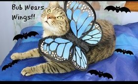 Cat Wings! | Bub's First OOTD | Bubberfly or BatCat?