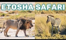 Etosha Safari & Cheetah Sanctuary | Namibia Travel Vlog