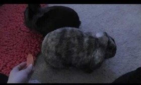 Quick Bunny Video :)