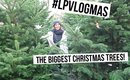 The Biggest Christmas Trees! | #LPvlogmas Day 18
