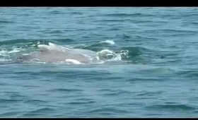 Outing : Dolphin sightseeing trip in Goa (INDIA) - BangaloreBengaluru