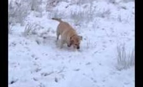 Snowy Wales - dog eats snow