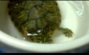 Turtle Feeding