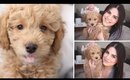 MEET RALPHIE ♥ MY TOY POODLE PUPPY