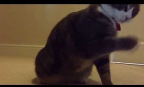 My Kitty Evie playing with headphones