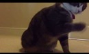 My Kitty Evie playing with headphones