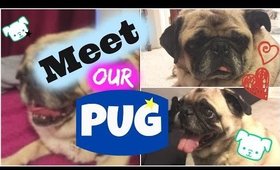 Meet Our Pug I My First Vlog