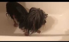 How to properly bathe your dog 🐕🐶 in the winter time!