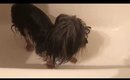 How to properly bathe your dog 🐕🐶 in the winter time!