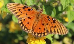 Jones park Out And About , My photoshoot Butterfly  Dream;)